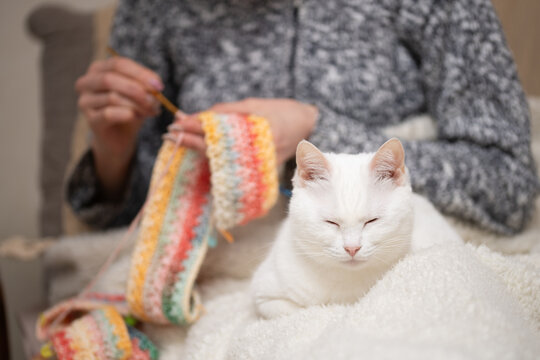 編み物をする飼い主の傍らでリラックスするオッドアイの白猫