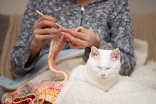 編み物をする飼い主の傍らでリラックスするオッドアイの白猫