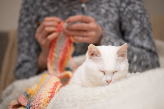 編み物をする飼い主の傍らでリラックスするオッドアイの白猫