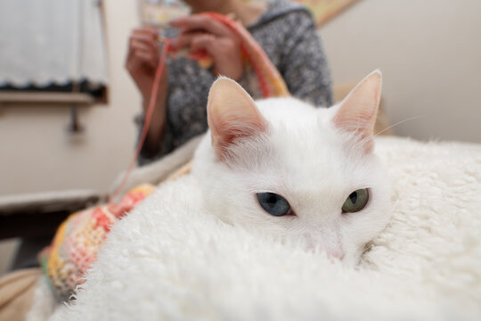 編み物をする飼い主の傍らでリラックスするオッドアイの白猫