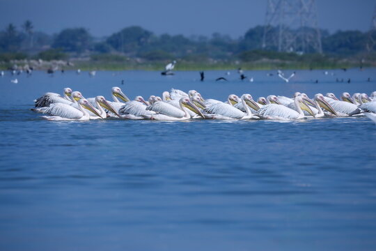 Flock of pelicans swimming in the lake.
