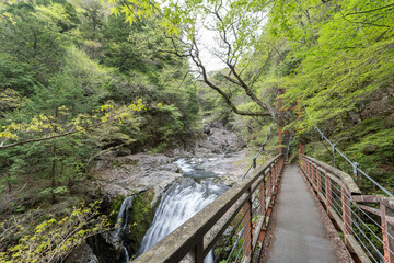 Fototapeta premium Peaceful Nature Landscape with Clear River in Mitarai Valley