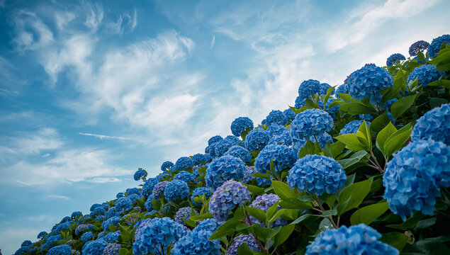 青空を背景に青い紫陽花が斜面いっぱいに咲く初夏の風景写真