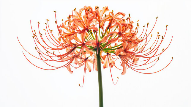 An exquisite coral cluster amaryllis flower with delicate curving stamens blooms on a slender green stem against a pristine white background, captivating the eye.