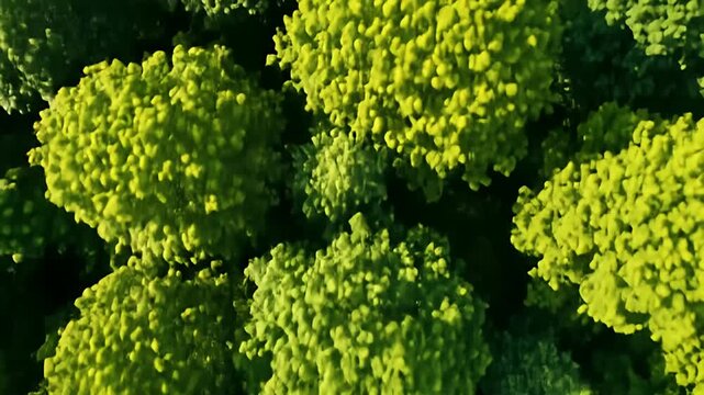 Overhead view of green broccoli florets creating a dense, textured surface