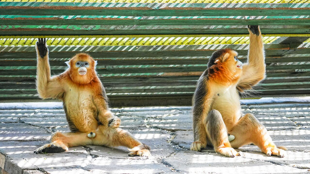 Golden snub-nosed monkey