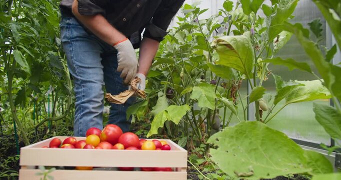 Professional farmer picking tomatoes inside greenhouse, fresh harvest into wooden box. Controlled environment farming