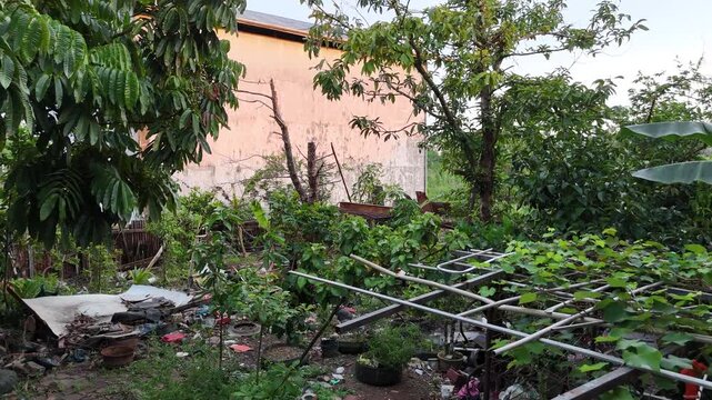 A backyard overgrown with weeds, cluttered with random items and old junk, and covered in vines winding through the trees and foliage.