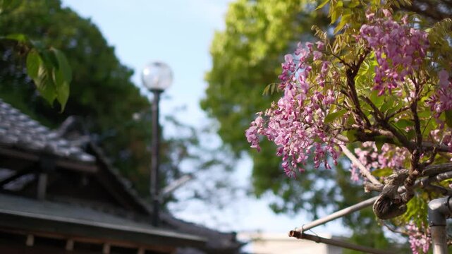 神社の境内に咲く藤の花と春の和風景観