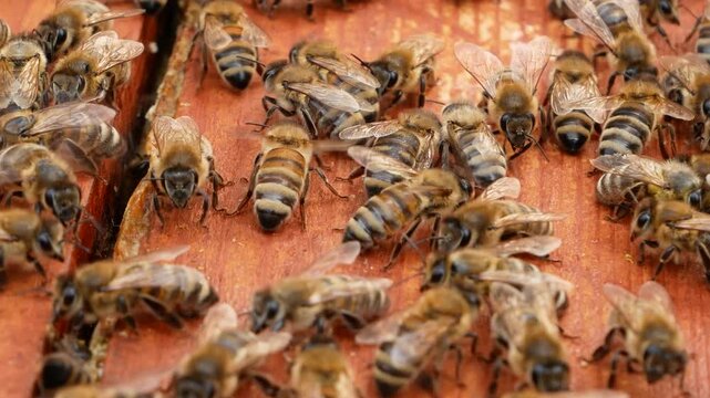 Many bees crawling on wooden frames inside a beehive. Concept of bee colony life, beekeeping, pollination, and organic honey production. Close-up of apiary work and natural ecosystem.