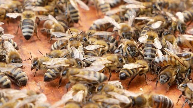 Many bees crawling on wooden frames inside a beehive. Concept of bee colony life, beekeeping, pollination, and organic honey production. Close-up of apiary work and natural ecosystem.