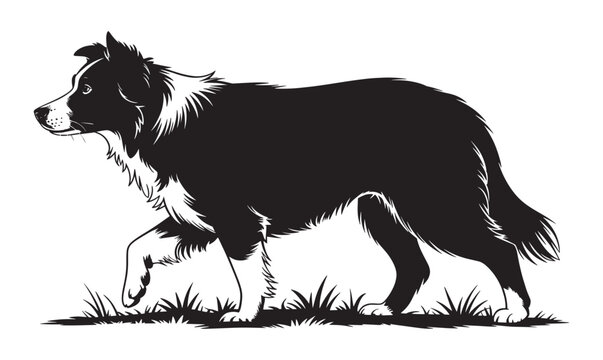 A detailed silhouette of a Border Collie dog walking in the grass for pet care and domestic animal breeding themes
