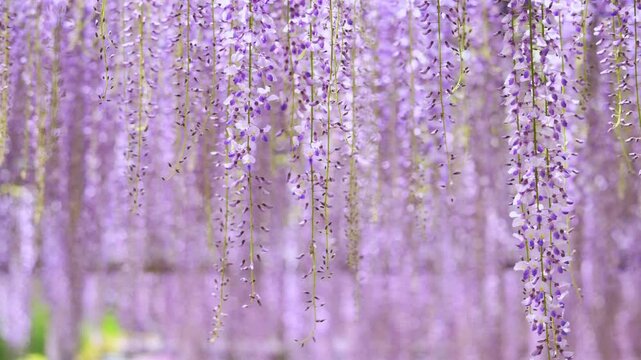 風がある日の藤の花