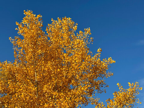 Autumn yellow golden foliage aspen tree against blue sky.