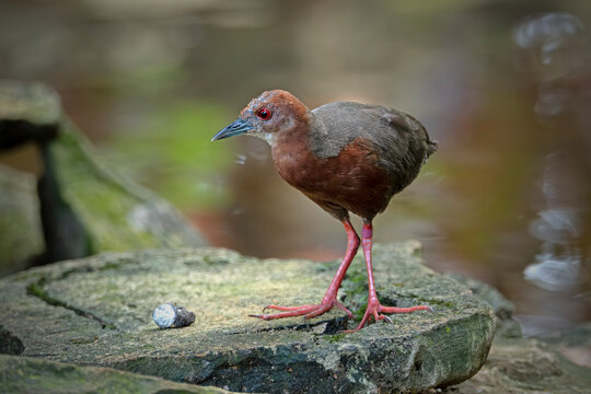 Stepping out from the shadows. The Ruddy-breasted Crake showing off its stunning chestnut plumage and striking red eyes.