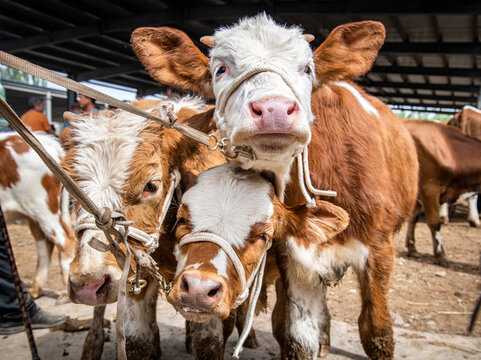 Cattle waiting for transaction at Kashgar livestock bazaar, farm cattle and calves in traditional animal market, Xinjiang, China