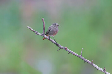 Fototapeta premium A female Black Redstart (Phoenicurus ochruros) perched on a wooden post against a soft blurred background.