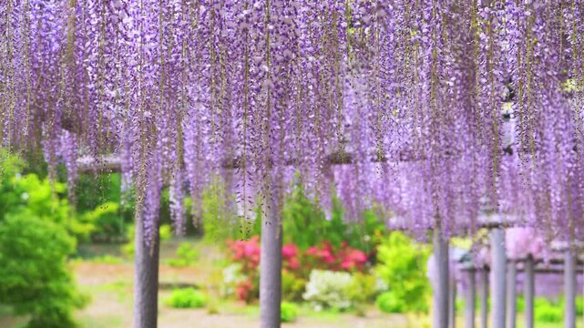 ふじの咲く丘の藤棚とバックに咲くつつじ