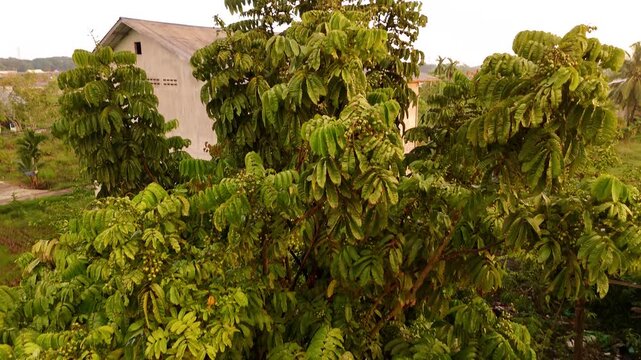 A Matoa tree (Pometia pinnata) heavy with young fruit in a tropical garden. 