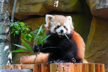 red panda eating bamboo © Joy