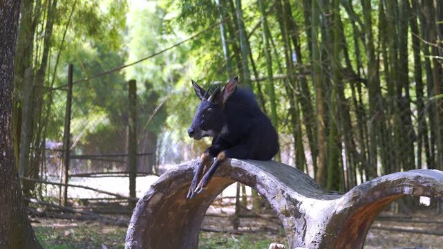 A mainland serow goat-antelope rests on a curved stone feature within a lush bamboo forest enclosure. Rare capricornis sumatraensis species in a wildlife park or sanctuary setting during daylight.