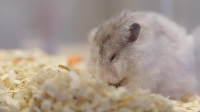 Close-up of a cute fluffy white and grey hamster eating a dried mealworm on wood shavings bedding in its cage. Pet rodent enjoying a protein snack.