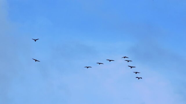 Flock of Birds Flying in V Formation Freedom Concept Blue Sky. Migrating Birds in Sky Teamwork and Leadership Concept. Birds Flying Together in Formation Travel Freedom Background