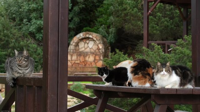 Fluffy Cats Sitting on Table, Calm Animal Lifestyle. Multiple Cats Relaxing Together. Adorable Pet Behavior. Cute Cats Group Portrait Outdoor Pet Scene. Many Cats Sitting Outdoor