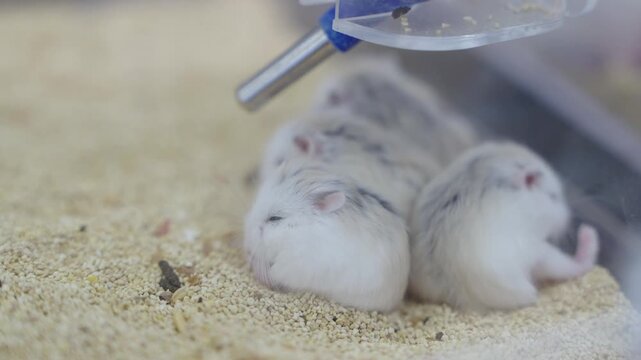 Group of adorable white and grey dwarf hamsters huddling together and sleeping on sandy bedding inside a cage. Close-up view of small pet rodents resting near a water bottle dispenser.