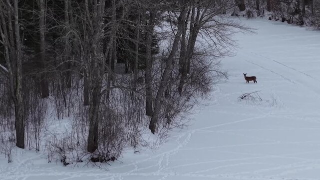 Winter aerial view of deer crossing the Oyster River just upstream of Wiswall Falls in Durham, New Hampshire