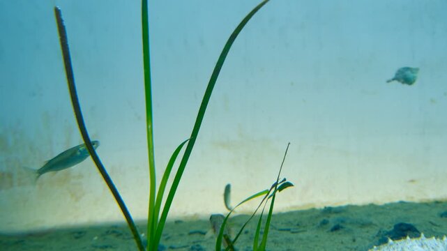 Small fish swimming around seaweed in aquarium with subtle underwater light