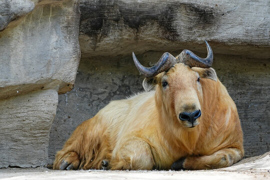 takin calf, downhill cliff descent, climbing instinct