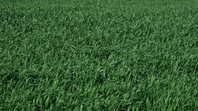 Wind Blowing Through Green Crop Field, Handheld Slow Motion, Close-Up of Swaying Stalks