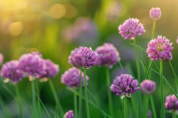 Fototapeta premium Chive blossoms bathed in golden sunlight create a vibrant display of purple hues in a picturesque meadow