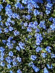 Fototapeta premium Bright Blue Forget-Me-Not Flowers in Full Bloom Dense Cluster Close Up Spring Garden Japan