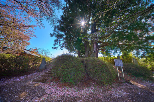 山梨県笛吹市の花鳥山一本杉公園の一本杉と桜の落花