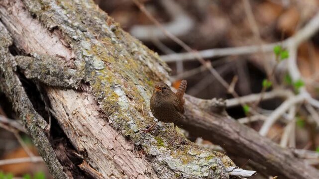 Eurasian Wren singing with cocked tail on a fallen log