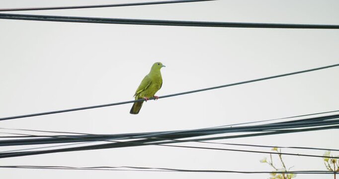 Colorful green pigeon on tree branch in city park animal wildlife
