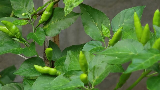Fresh bird's eye chilies from the tree.