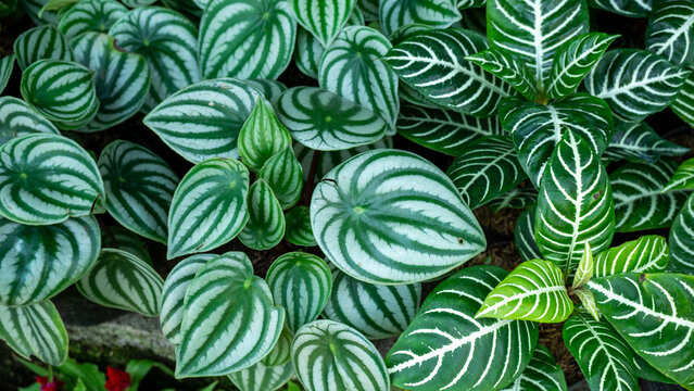 Close-up of decorative Watermelon Peperomia and Zebra plants in a nursery