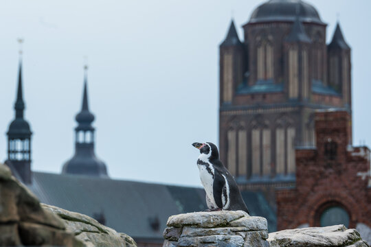 Ein Pinguin auf dem Dach des Meeresmuseums  vor der historischen Stadtkulisse von Stralsund