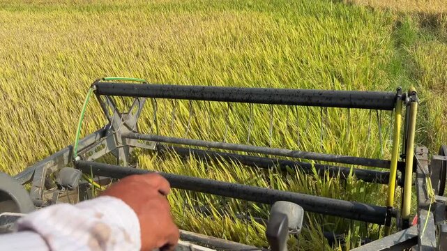Operator view from inside the combine cabin shows the header capturing rice stems while moving forward through the field during harvesting. Smart farming.