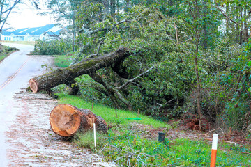 Fototapeta premium Large tree has fallen on side of road, blocking way in residential neighborhood after storm.