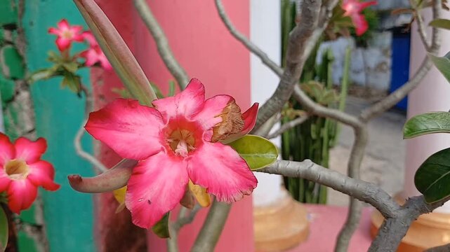 pink frangipani flowers in a garden