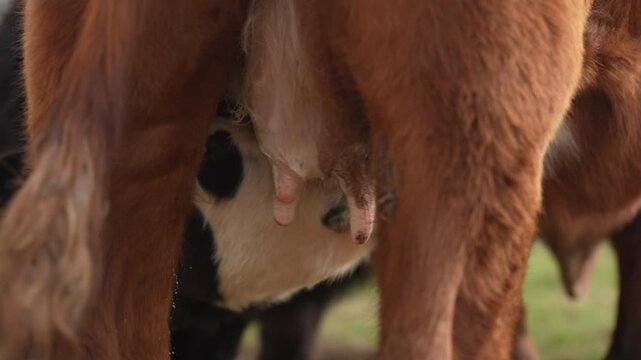 Black Angus cow nursing her calf milk in a dry Australian paddock with the herd at pasture