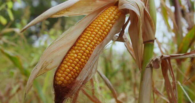 Ripe corn cob ready for harvest growing on the plant. Mature crop indicating harvest season in agriculture