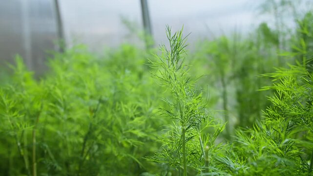 Young dill herb growing indoors in greenhouse. Green leafy plants used for food, organic farming practices, and small agricultural production