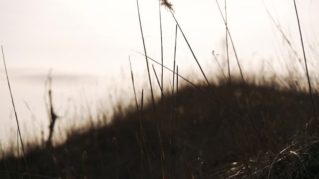 A lone dead tree standing among dry grass on a highland plateau