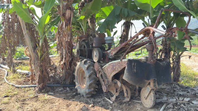 A compact walk behind tractor stands beside banana tree trunks inside a cultivated tropical plantation area prepared for seasonal planting activities. Farm machinery.