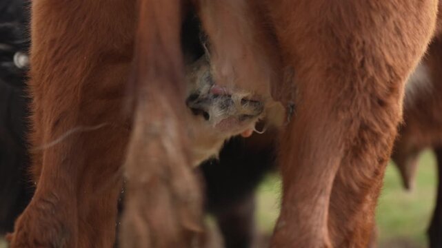 Black Angus cow nursing her calf milk in a dry Australian paddock with the herd at pasture